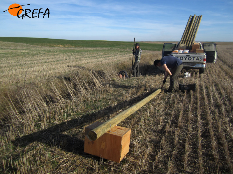 Voluntarios de GREFA se disponen a instalar una caja nido para albergar rapaces depredadoras de topillos.