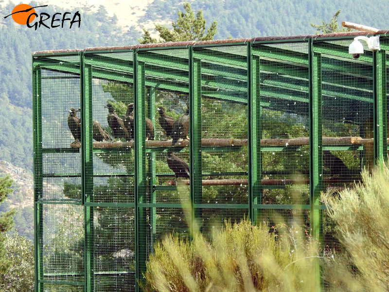 Jaulón de aclimatación en la Sierra de la Demanda, con algunos de los buitres negros que serán pronto liberados.