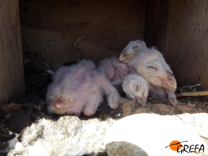 Pollos de lechuza detectados durante la revisión de una caja nido el pasado mayo.