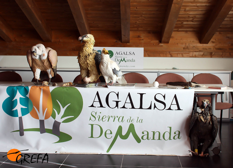 Réplicas de las cuatro especies europeas de buitres en la sala de Pineda de la Sierra (Burgos) donde dimos la charla del Proyecto Monachus.