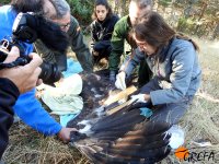 Decoloración de algunas plumas de otro de los buitres negros que van a ser marcados.
