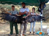 Un buitre negro es mostrado con las alas abiertas tras haber sido sometido a la decoloración de algunas de sus plumas.