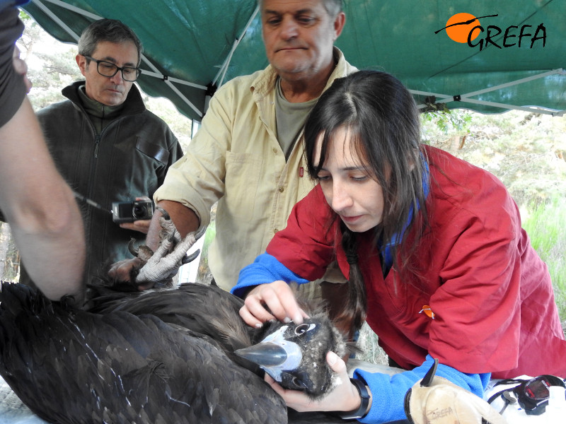 Una veterinaria de GREFA examina a uno de los buitres negros que van a ser marcados con emisor.