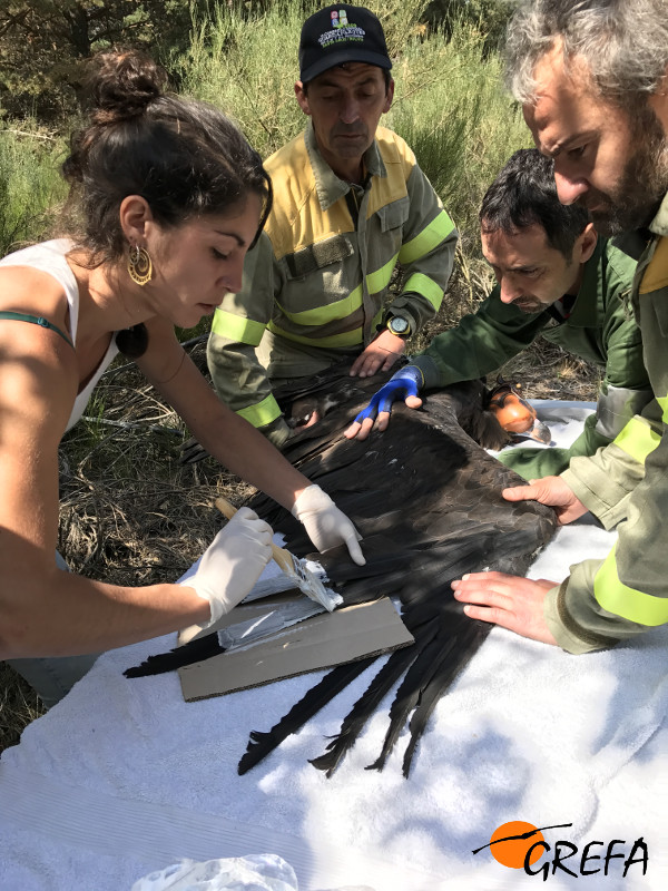 Momento en el que se procede a la decoloración de algunas plumas de un buitre negro, para poder identificarlo a distancia cuando sea liberado.