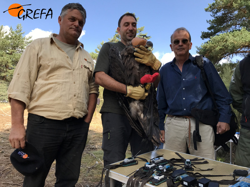 De izquierda a derecha, Ernesto Álvarez, presidente de GREFA, un agente medioambiental de la Rioja y Miguel Aymerich, subdirector general de Medio Natural del MAPAMA, posan con uno de los buitres negros marcados.