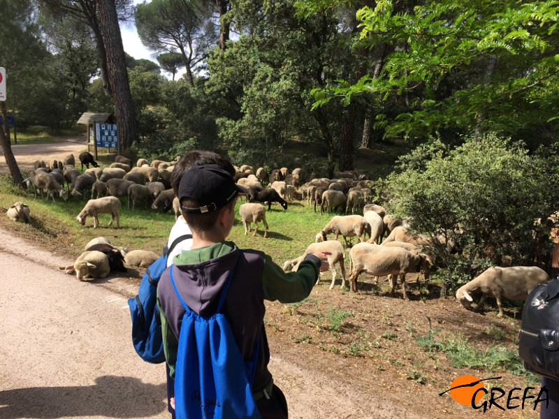 Varios escolares observan un rebaño de ovejas durante un recorrido organizado por GREFA en el Monte de El Pilar (Majadahonda, Madrid).