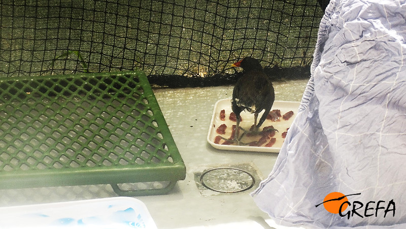 La gallineta afectada por botulismo se recupera en nuestro hospital de fauna.