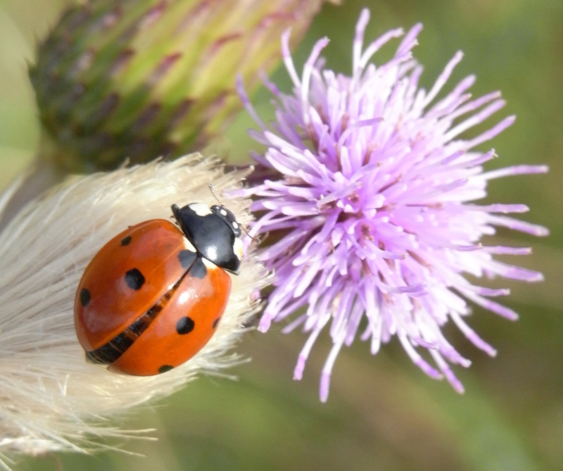 La mariquita es uno de los insectos más populares de nuestra fauna de insectos. Foto: Quartl / Wikicommons.