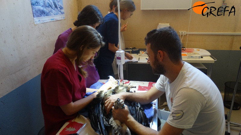 El equipo veterinario de GREFA revisa un águila de Bonelli del stock reproductor de esta especie con el que contamos.