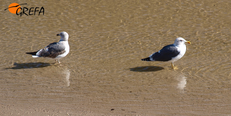 Otra perspectiva de la gaviota sombría anillada, junto a otro ejemplar de la especie en Madrid Río.