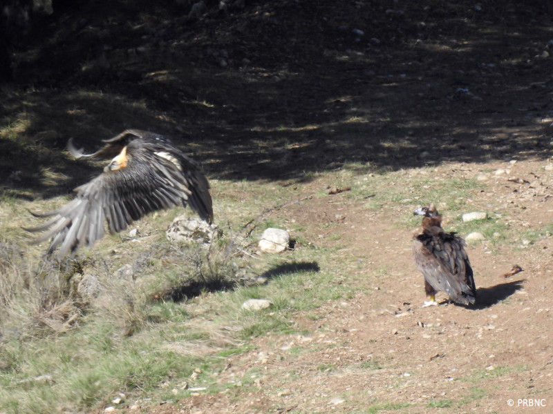 El buitre negro "Arenilla", junto a un quebrantahuesos, en el punto de alimentación (PAE) de Boumort, en el Prepirineo catalán. Foto: PRBNC.