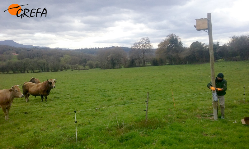 Colocación de una caja nido sobre poste en un prado de Sariego (Asturias).