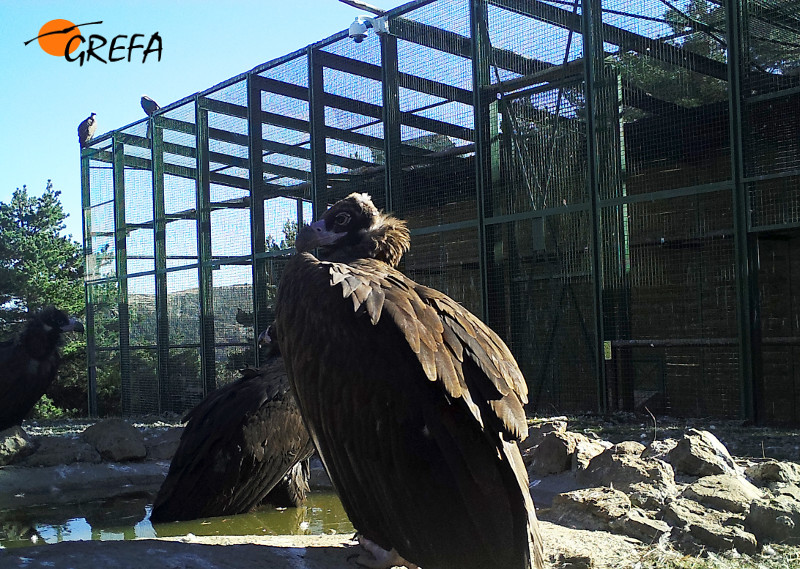 Buitres negros junto al jaulón de aclimatación de la especie instalado en la Sierra de la Demanda.