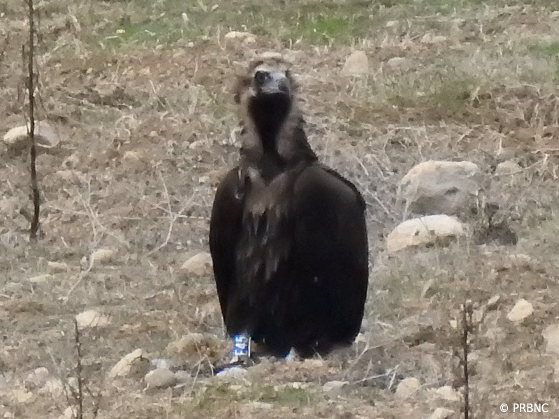 Fotografía de "Mim" en la reserva prepirenaica de Boumort, tras su reciente liberación en este espacio natural. Foto: PRBNC.