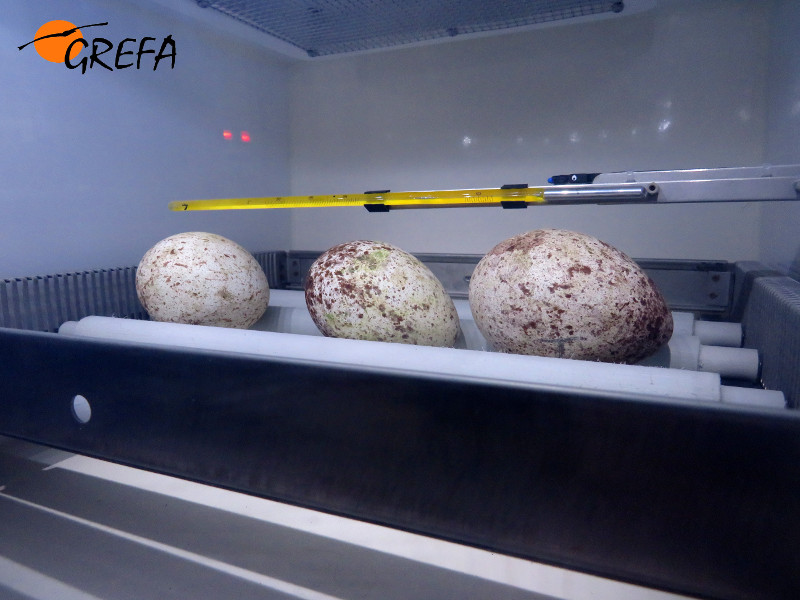 Incubadora con los tres huevos fértiles de buitre negro, procedentes de otras tantas parejas que han hecho su puesta en 2018 en las instalaciones de GREFA.
