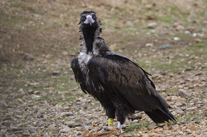  El buitre negro "Pilar", fotografiada en noviembre de 2016 en la Sierra de la Demanda. Foto: Manuel Mata.