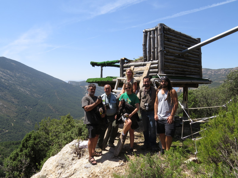  Reintroducción de los buitres negros "Pilar" y "Fuentes" en el hacking de la Reserva de Boumort (Lleida), donde fueron liberados en 2015. Foto: PRBNC.