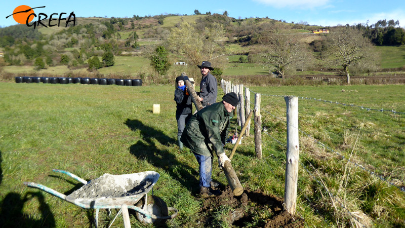 Trabajadores y voluntarios de GREFA colocan un poste con caja nido para rapaces depredadoras de micromamíferos en Sariego.