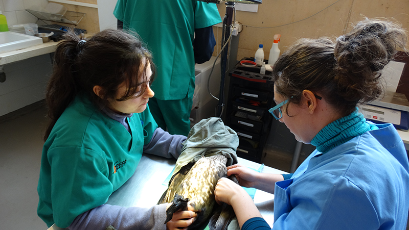 Voluntarias del hospital de fauna de GREFA revisan a un cormorán grande que acaba de ingresar en nuestro centro.