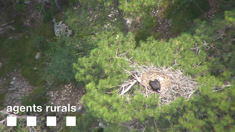 El pollo de "Pan" y "Gerard" en su nido, en una imagen obtenida con dron por los Agentes Rurales de Cataluña (Unitat RPAS CAR).