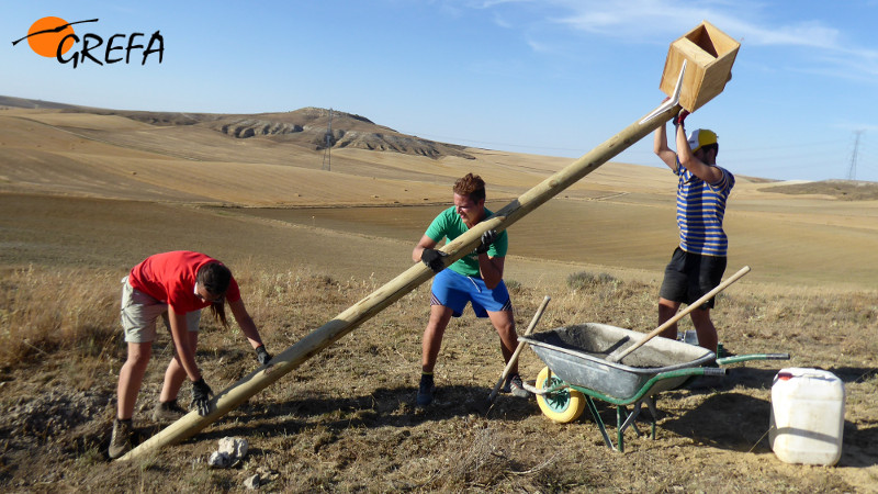Tres de nuestros voluntarios levantan un poste con la caja nido para pequeñas rapaces ya colocada en la comarca zamorana de Campos Pan.