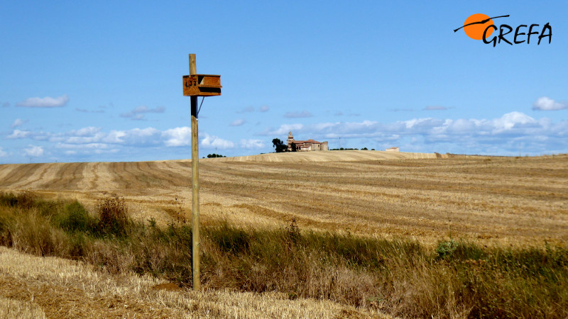 Una de las doscientas cajas nido que hemos colocado en la comarca de Campos Pan (Zamora).