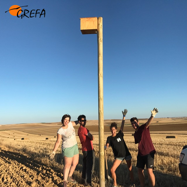 Cuatro voluntarios de GREFA celebran la colocación de una caja nido.
