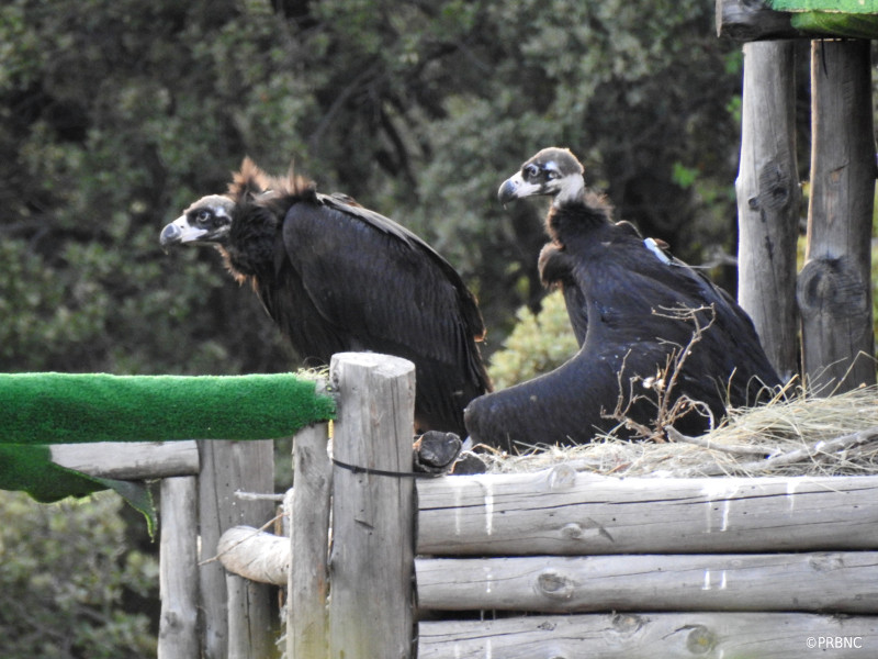 Los buitres negros "Cira" y "Kala" reposan en el "hacking" de la reserva de Boumort (Pirineo catalán) tras su traslado desde el centro de cría de la especie de GREFA en Majadahonda (Madrid). Foto: PRBNC.