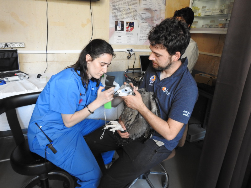 Revisión veterinaria de "Cira" a los 45 días de edad en las instalaciones de GREFA. Foto: GREFA