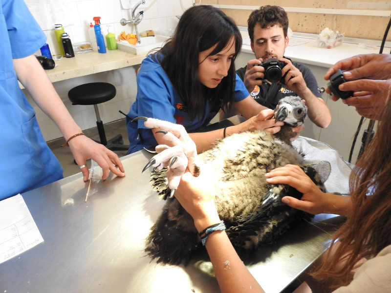 Revisión veterinaria de "Kala" a los 45 días de edad en las instalaciones de GREFA. Foto: PRBNC.