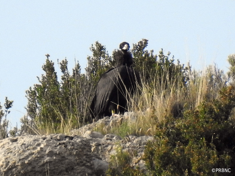 "Cira" posada en los alrededores del "hacking" tras saltar de este nido artificial y dar su primer vuelo. Foto: PRBNC.