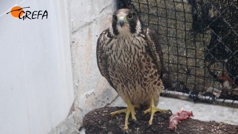 Halcón peregrino en su instalación de GREFA, recuperándose de los disparos recibidos durante la media veda de 2018.