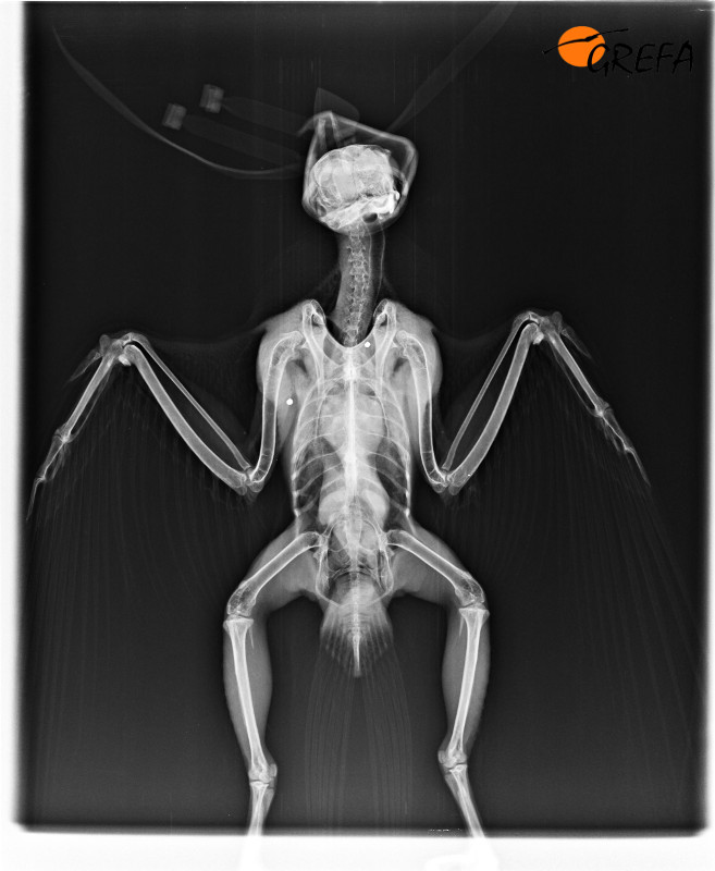 Radiografía de este mismo halcón, en el que se aprecian dos perdigones en su cuerpo.