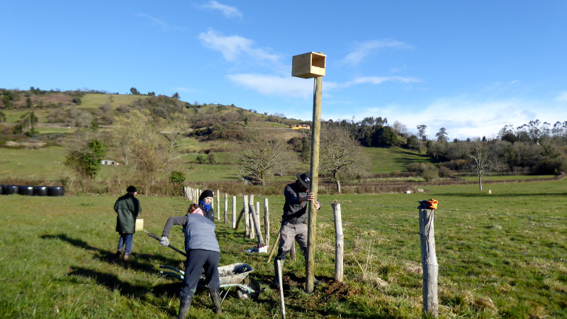 Momento de la colocación de una caja nido para cernícalos en el concejo de Sariego.