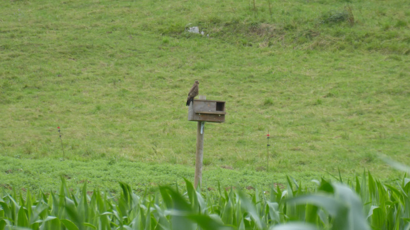 Un ratonero usa una caja nido para lechuzas como posadero desde el que capturar pequeños animales como la rata topera.