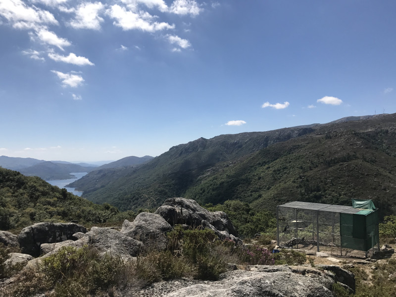 Panorámica de la zona del Parque Nacional Peneda-Gerês, donde se liberarán las dos águilas reales, con el jaulón de aclimatación abajo a la derecha.