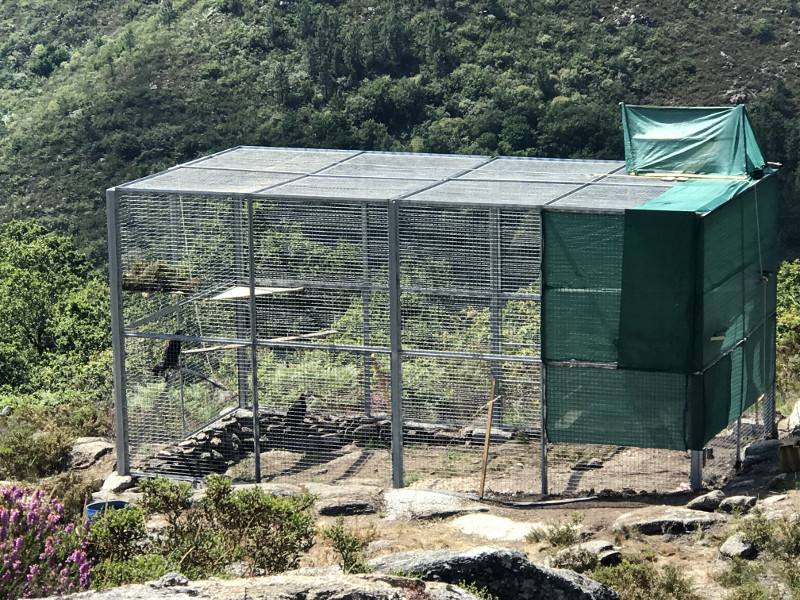 Jaula de aclimatación del Parque Nacional Peneda-Gerês, con las dos águilas reales ya en su interior.
