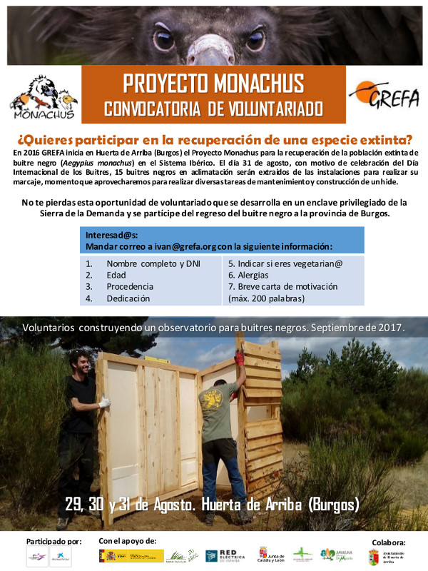 Convocatoria de voluntariado: participa en la recuperación del buitre negro en la provincia de Burgos