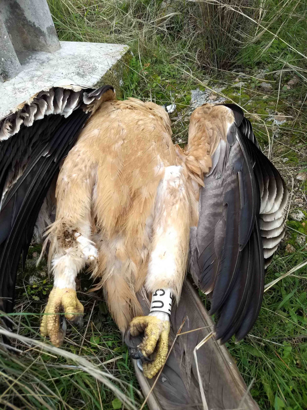 El águila imperial "Iris" yace electrocutada junto al apoyo de un tendido eléctrico de Paredes de Escalona (Toledo).