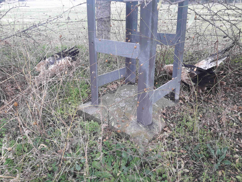 Los cadáveres del águila imperial "Porrón" y de otro ejemplar de la misma especie sin identificar, junto al apoyo del tendido eléctrico de Mazarambroz (Toledo) en el que aparecieron.