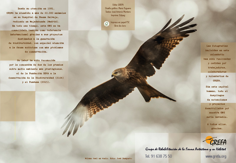 Contraportada del Calendario 2019 de GREFA, ilustrada con la fotografía de un milano real en vuelo de José Pesquero.