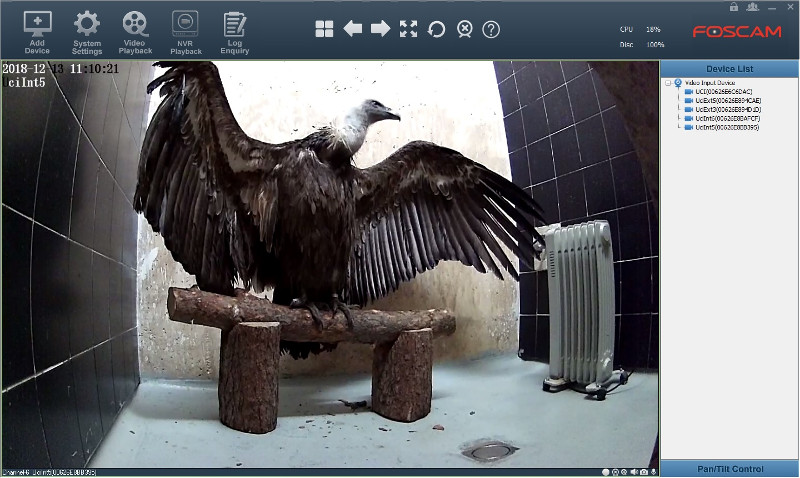 Imagen trasmitida por un vídeo instalado en un recinto del Hospital de Fauna Salvaje de GREFA donde se recupera un buitre leonado.