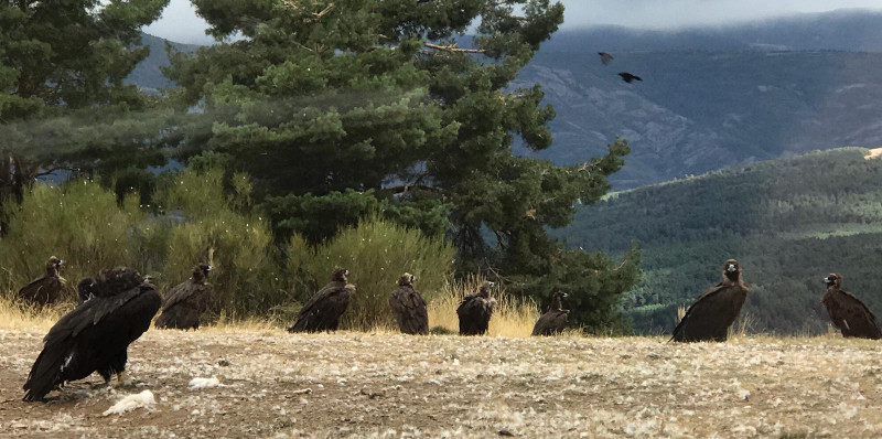 Varios buitres negros tras ser liberados a principios del pasado octubre en la Sierra de la Demanda, en un monte cercano a la zona de suelta.