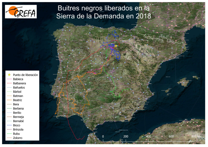 Mapa resumen de los movimientos de los buitres negros liberados en la Sierra de la Demanda a principios de octubre de 2018.