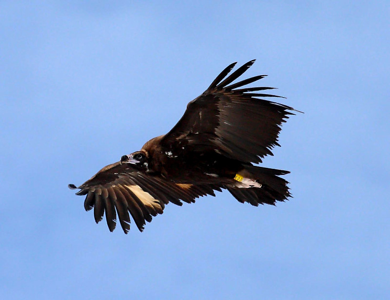 El buitre negro "Arrañón", en vuelo. Foto: Juan José Molina.