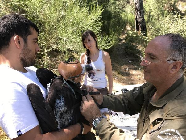 Marcaje con GPS del buitre negro cuyo seguimiento se encuadra en la campaña "Centinelas del veneno" de WWF España y GREFA.