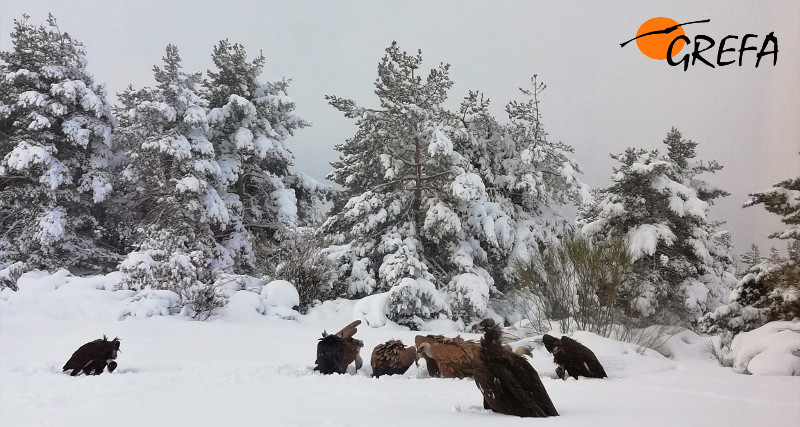 Buitres negros y buitres leonados alimentándose en el PAE de Huerta de Arriba, tras la nevada de principios de enero.