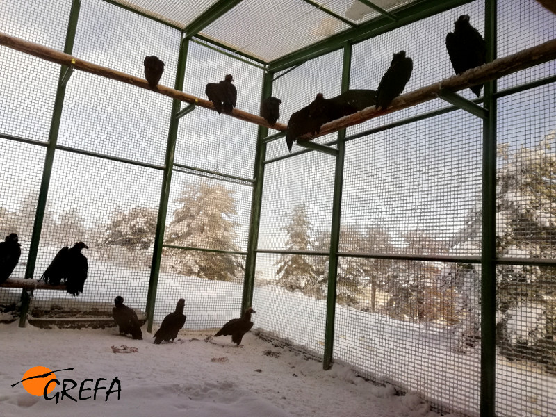 Nuevo grupo de buitres negros que ha llegado a la instalación de aclimatación de Huerta de Arriba (Burgos).