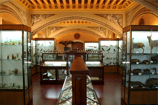 Vitrinas del Museo de Ciencias Naturales del Instituto de Educación Secundaria Cardenal López de Mendoza, de Burgos.