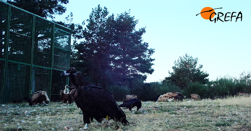 La hembra de buitre negro "Arenilla" junto al jaulón de aclimatación de la especie en la Sierra de la Demanda.